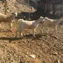 جفار وطلي للبيع