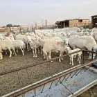 Harri sheep 112 mixed ages purebred