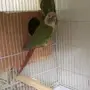 جوز كنيور أناناس 
