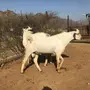 تيوس 