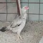 دجاج باكستاني اصلي مع دجاج براهما دجاجه فارسي