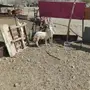 طليان العدد 2