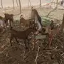 9تيوس جنوبيه دهم