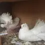 زوج رقاص هندي منتج top