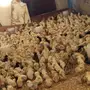 صوص بلدي للبيع 