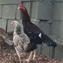 ديك باكستاني للبيع
