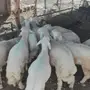 طليان مناسبات العدد 12