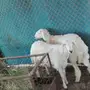 رخال حريه