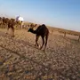 حشوقصابة للبيع