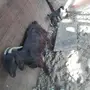 معزا مولده