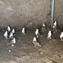 حمام للبيع