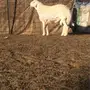 مشروع فحل صنف الصنف
