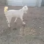 هولنديات
