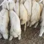 بهم حري طليان ورخال العدد 39 والحد 300