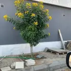 تنسيق حدائق الدمام