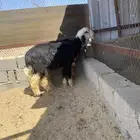 خرفان نجد مشاريع فحول