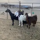 معزا للبيع