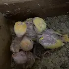 فروخ روز لاتينو والبينو واخضر تم البيع