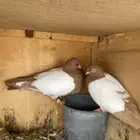 زوج شامي بإنتاجك