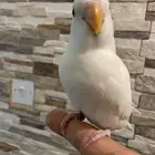 فرخ روز البينو