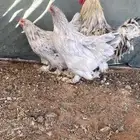 طقم براهما للبيع