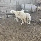 نعجه تحتها طلي