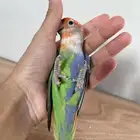 لأهل النوادر و التميييز