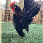 ديك سيراما قزم ( تم البيع )