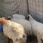 خرفان نعيم