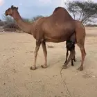 ناقه للبيع خلفه