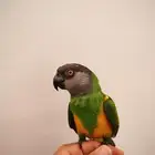 ببغاء   بغبغاء سنغالي