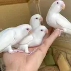 فروخ روز اليفه وهدد