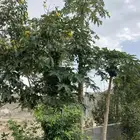 مشتل توليب لبيع الشتلات الزراعية