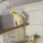 زوج كروان لاتينو ((تم البيع ))