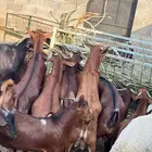 ذبايح مرابي عسير