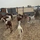 معزاء محايليه وبيشيه من مراحي فرصه للي يبغي يسس مراح نظيفه