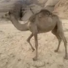بكره سنها سنة وسبع اشهور