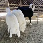 ثلاثه خرفان مناسبات