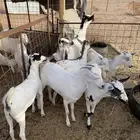 جفرات   واحد تيس بيشيات العمر 4 شهور فل شحم