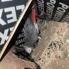 للبيع انثى كاسكو