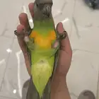 ببغاء يويو سنغالي