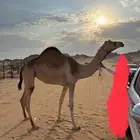 اصيل للبيع