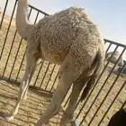 قعود للبيع