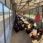 بيض مخصب دجاج فرنسي احمر