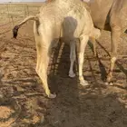 قعدان فاخره حليب