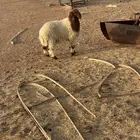 خرفان