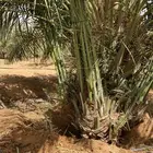 صقعي درجه اولى