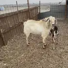 تيس فحل بيشي حار في الضراب