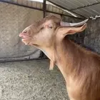 تيس احص مشروع فحل