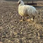 طلي نعيمي فحل مشروط بالطايف. السديره
